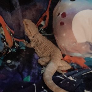 Meet your Posher, Jules